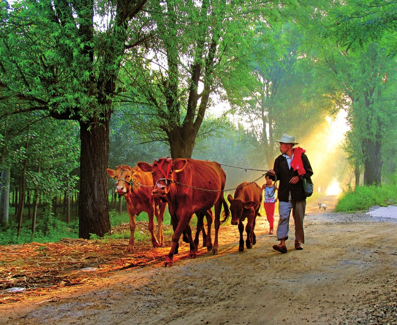 逐梦黄河五十载