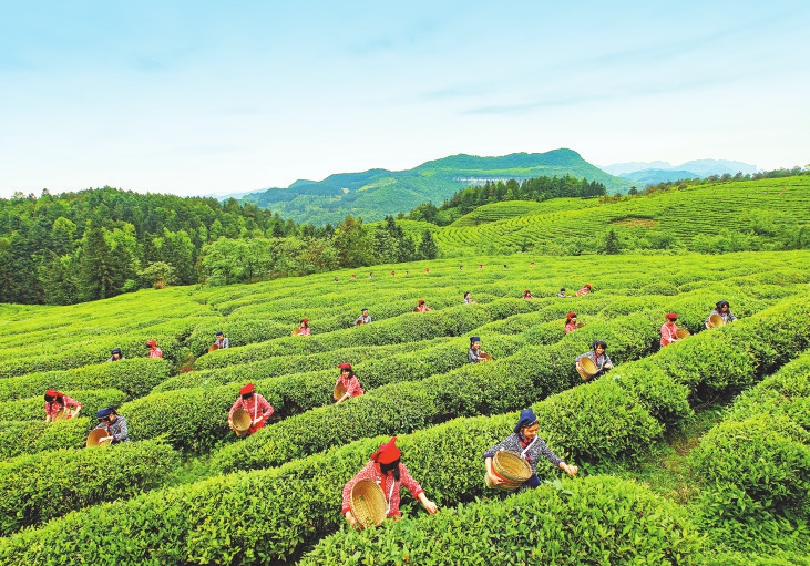 白马山旅游度假区：动植物基因库 ——东西部协作看发展之重庆武隆③