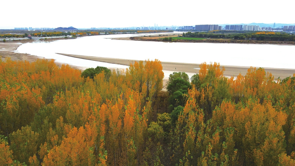 河床沙画 岸树披金
