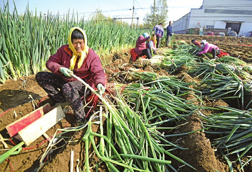 带货章丘大葱,洋媳妇爱上泉城