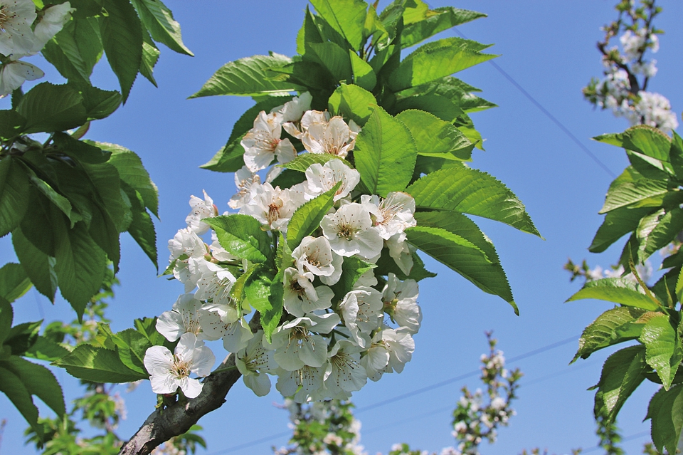 春天来了，长清三桃一杏还会远吗？——跟着记者走近“五峰山大樱桃”