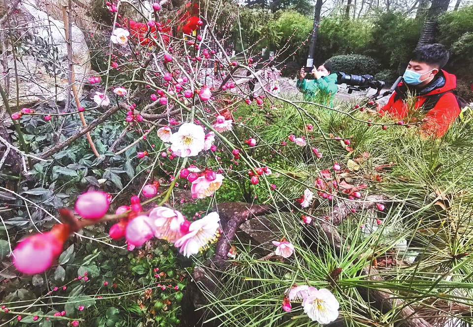 济南：春风吹来梅花开 幽香一缕好醉人  