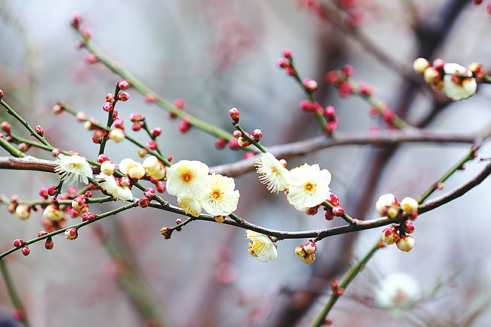 济南：春风吹来梅花开 幽香一缕好醉人  