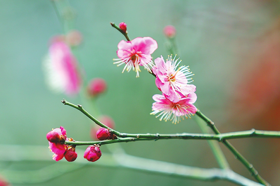 济南：春风吹来梅花开 幽香一缕好醉人  