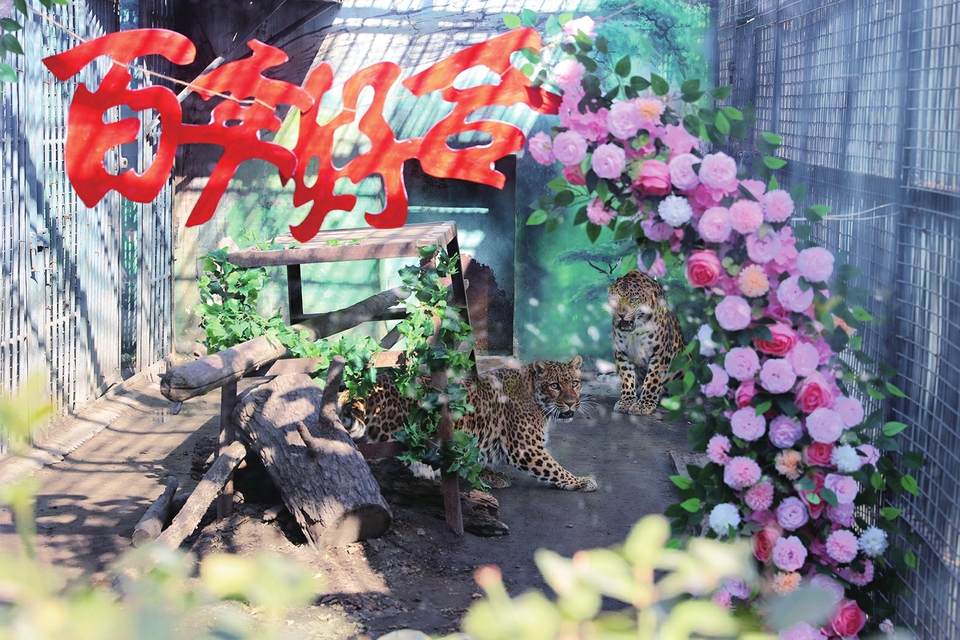 动物园里好热闹天津豹济南“娶亲”