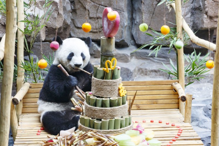 俩国宝大熊猫“济野”生活好快乐