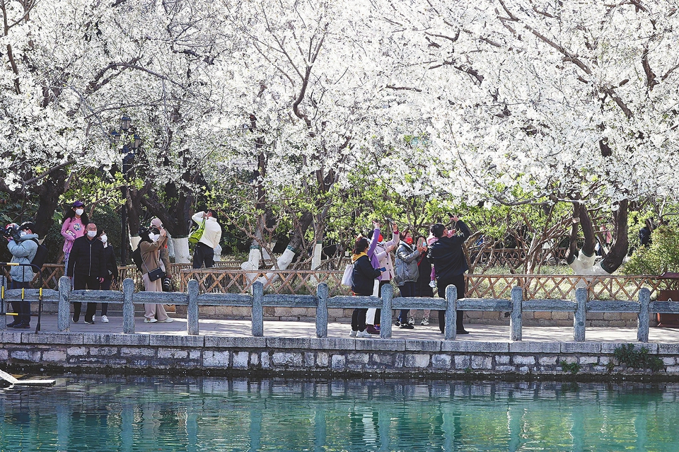 樱花盛放 如云似雪