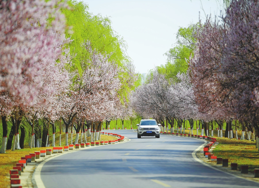 一路生花 满目春花 济南最美“樱花大道”等你来赏