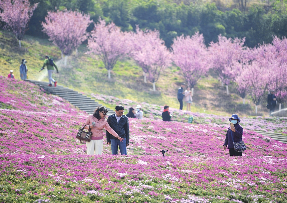 花毯铺地色彩斑斓 济南最大面积“福禄考花海”绽放