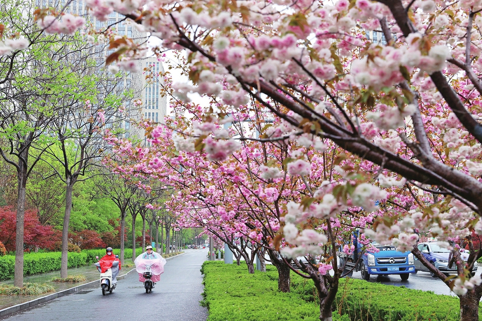 春雨蒙蒙润泉城