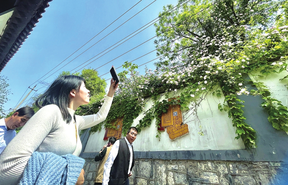 泉城老街花满蔷