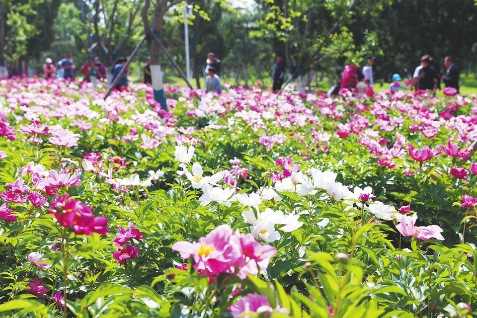 济南百里黄河风景区 各色芍药花竞相绽放
