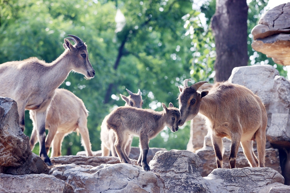 济南动物园喜马拉雅塔尔羊连添新丁 成为目前国内最大的圈养种群