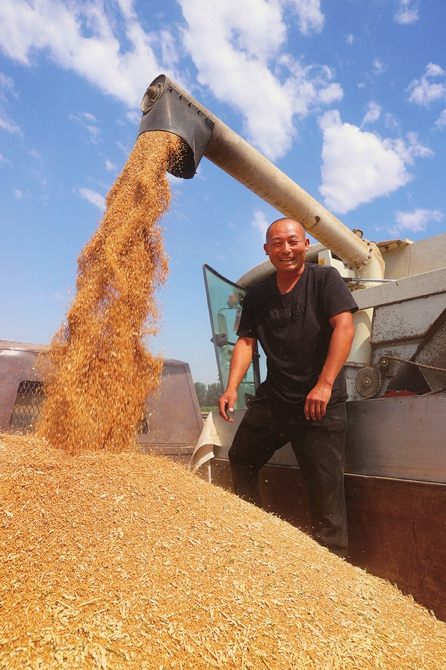 济南330万亩小麦已收获超六成 累计投入收割机29967台（次） 全力“抢”收确保颗粒归仓