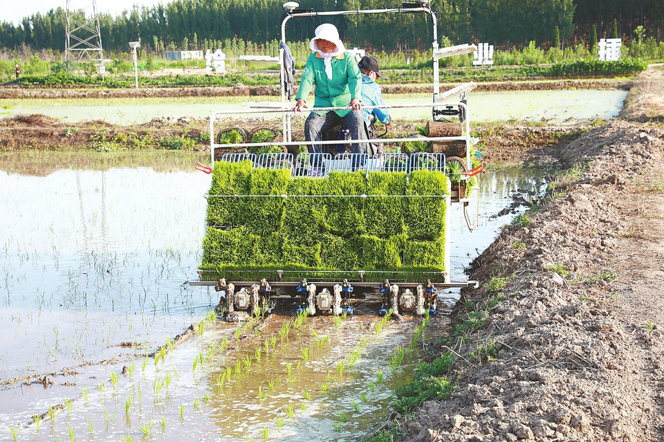 水稻插秧忙 沃野披绿装