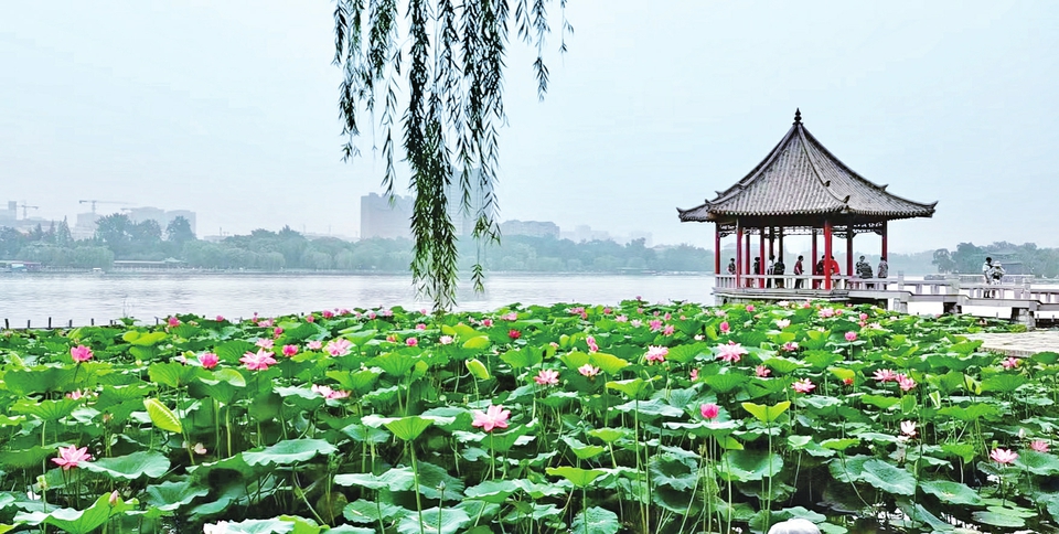 炎炎夏日，济南各大公园景区映日荷花别样红