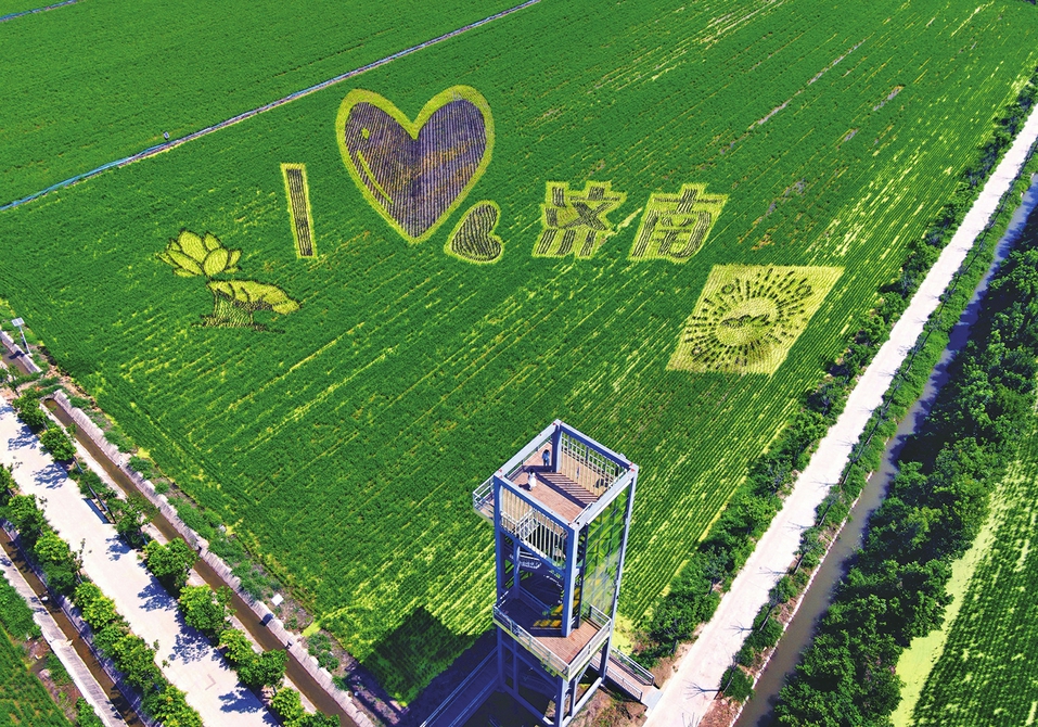 多彩稻田画 绘就乡村振兴好“丰”景