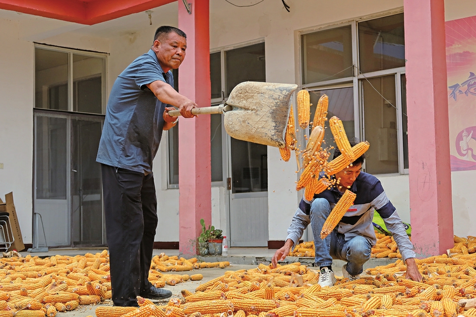 融媒·先锋丨党建品牌带进乡村，创意种子埋进土壤，产业路子就此打开——“头雁”下乡
