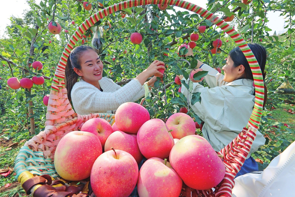 又是一年苹果红 硕果压枝笑满园