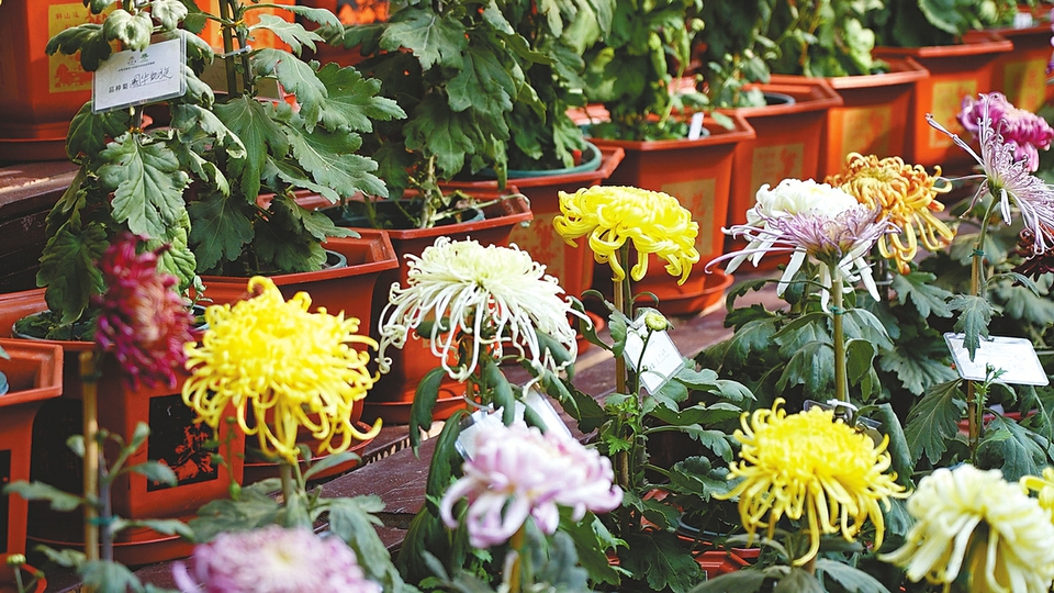 趵突泉不只有“猪鲤”，还有“胖菊”  