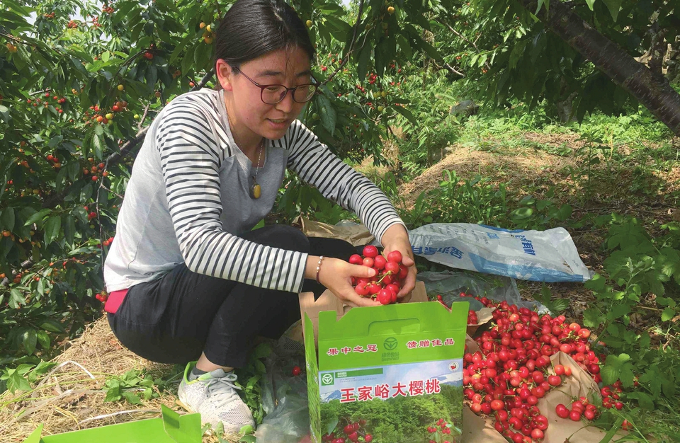 咋实现"樱桃自由?自己上树摘个够